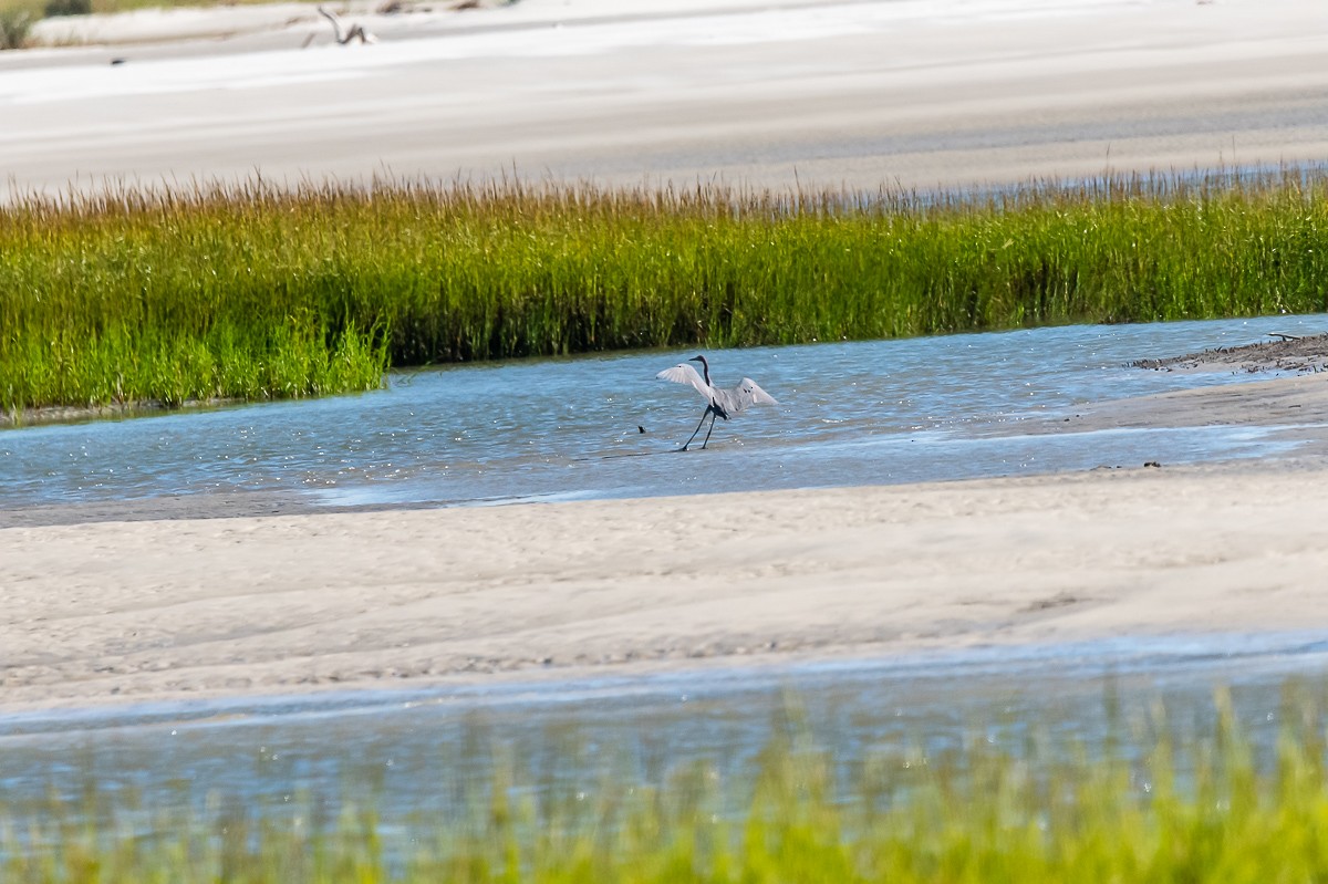 Reddish Egret - ML181595051