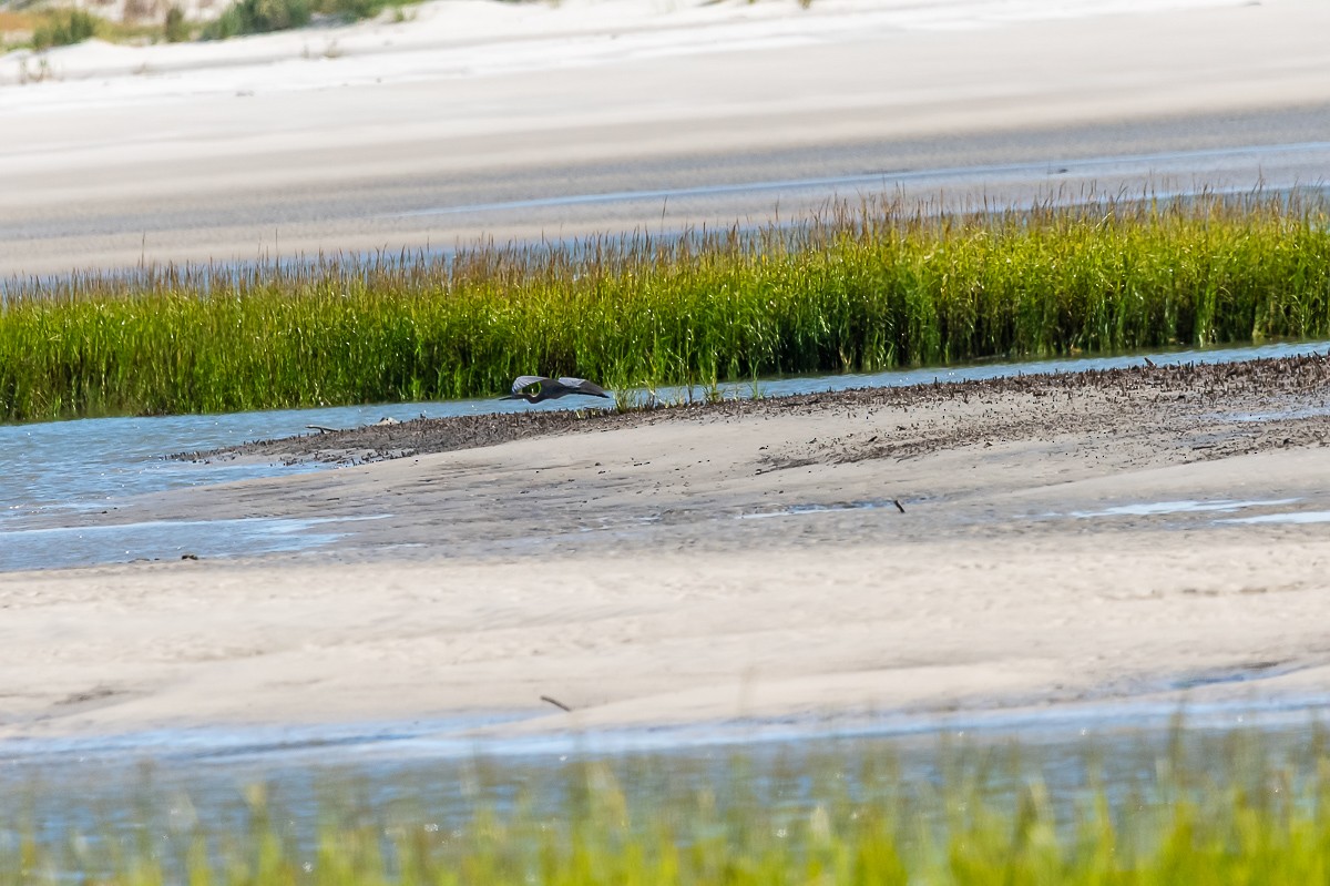 Reddish Egret - ML181595061