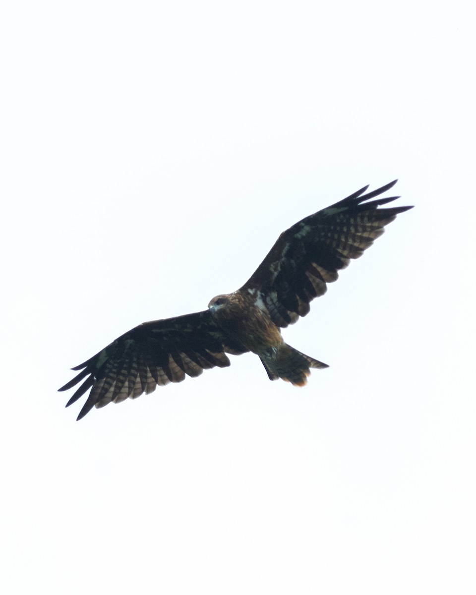 Black Kite - ML181595731