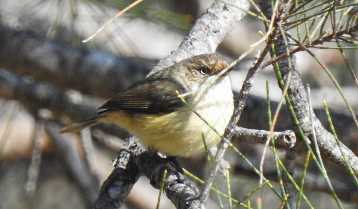 Buff-rumped Thornbill - Jamie Harrison