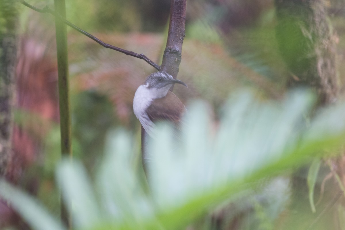 Vanuatu Honeyeater - ML181599101