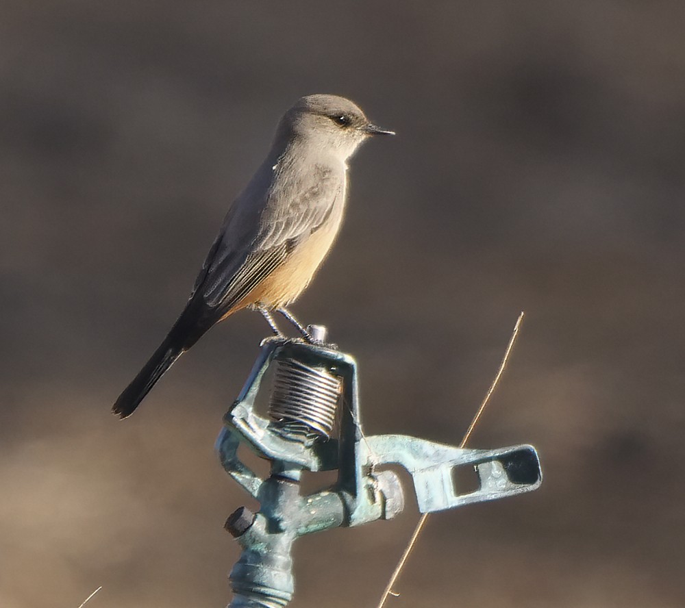 Say's Phoebe - Ann Baldwin