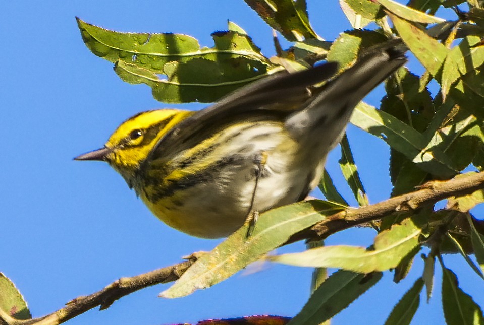 Townsend's Warbler - Ann Baldwin