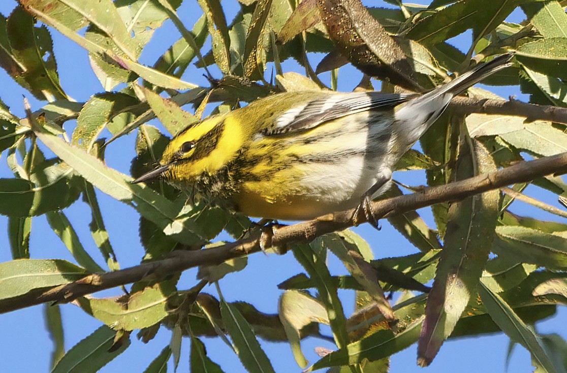 Townsend's Warbler - Ann Baldwin