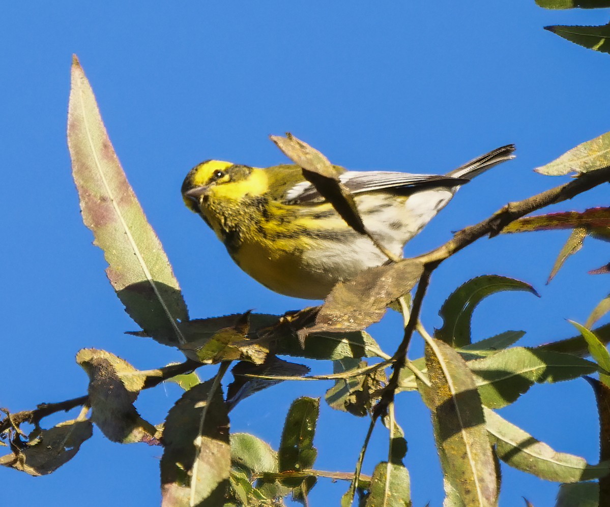 Townsend's Warbler - ML181599701