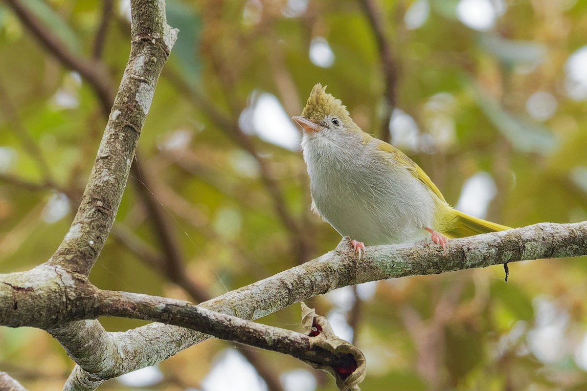 White-bellied Erpornis - ML181602031