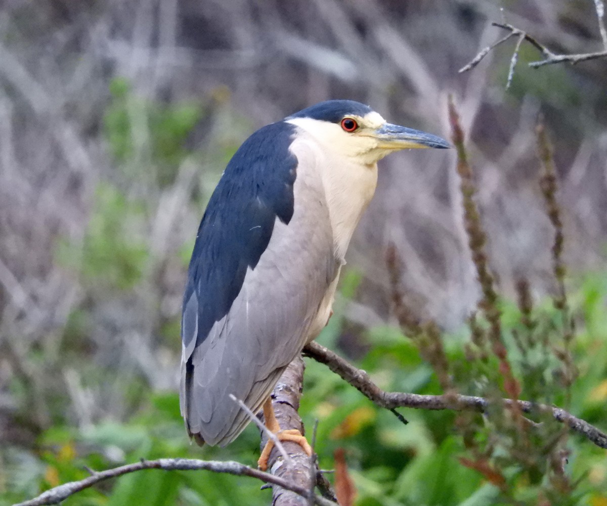 Black-crowned Night Heron - ML181602041