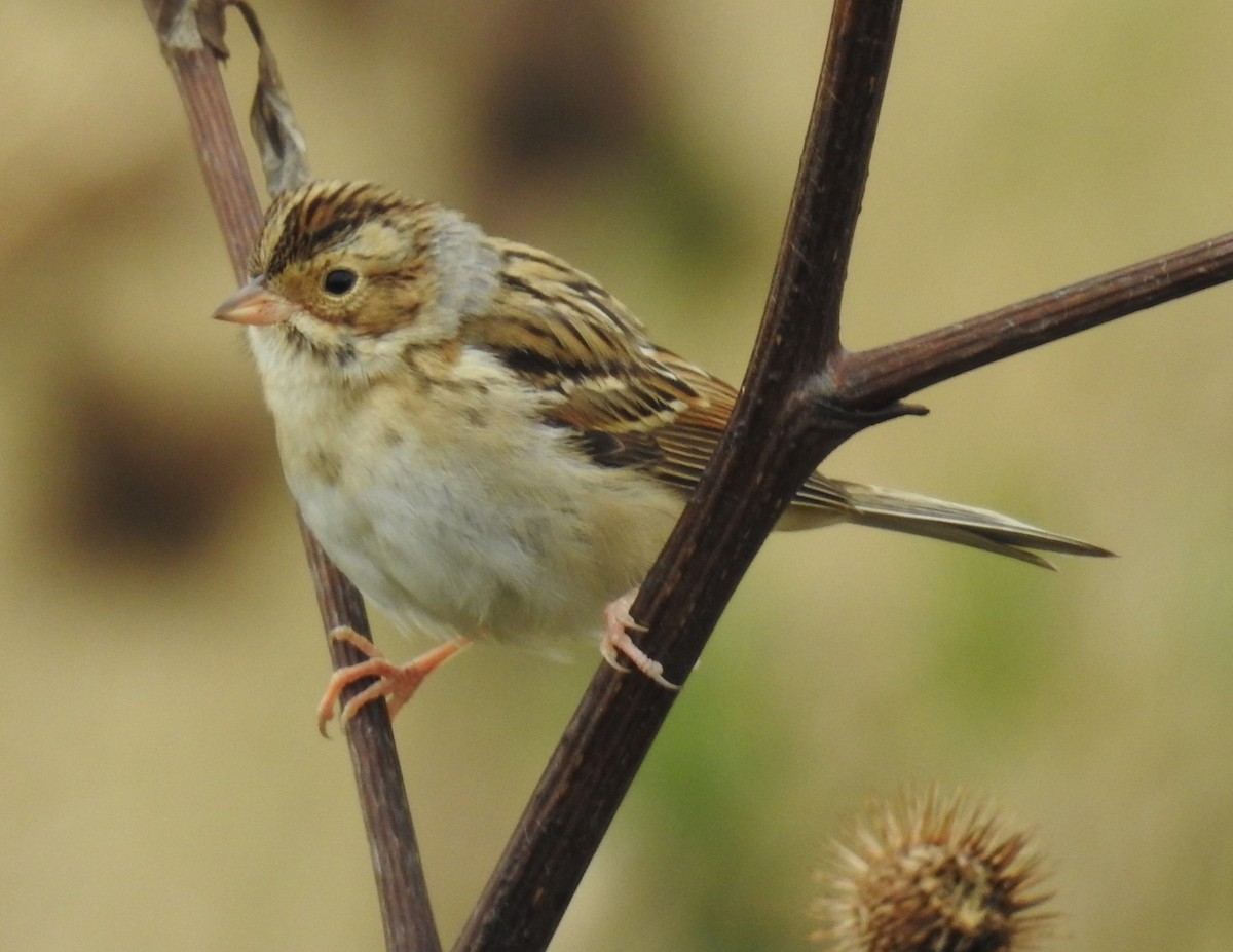 Clay-colored Sparrow - ML181602881