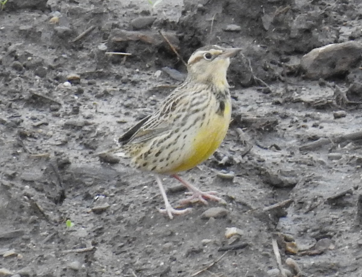 Western Meadowlark - ML181602911