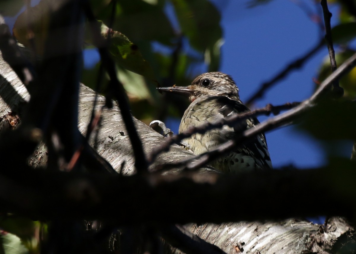 Yellow-bellied Sapsucker - ML181603901