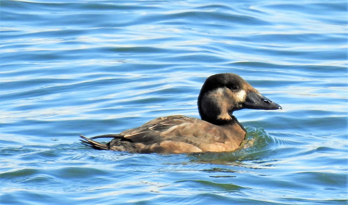 Surf Scoter - ML181605951