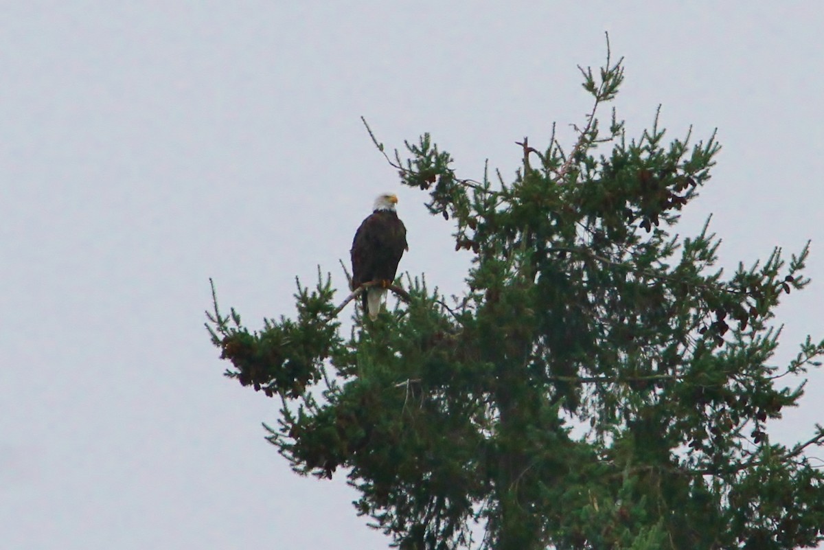 Bald Eagle - ML181605991