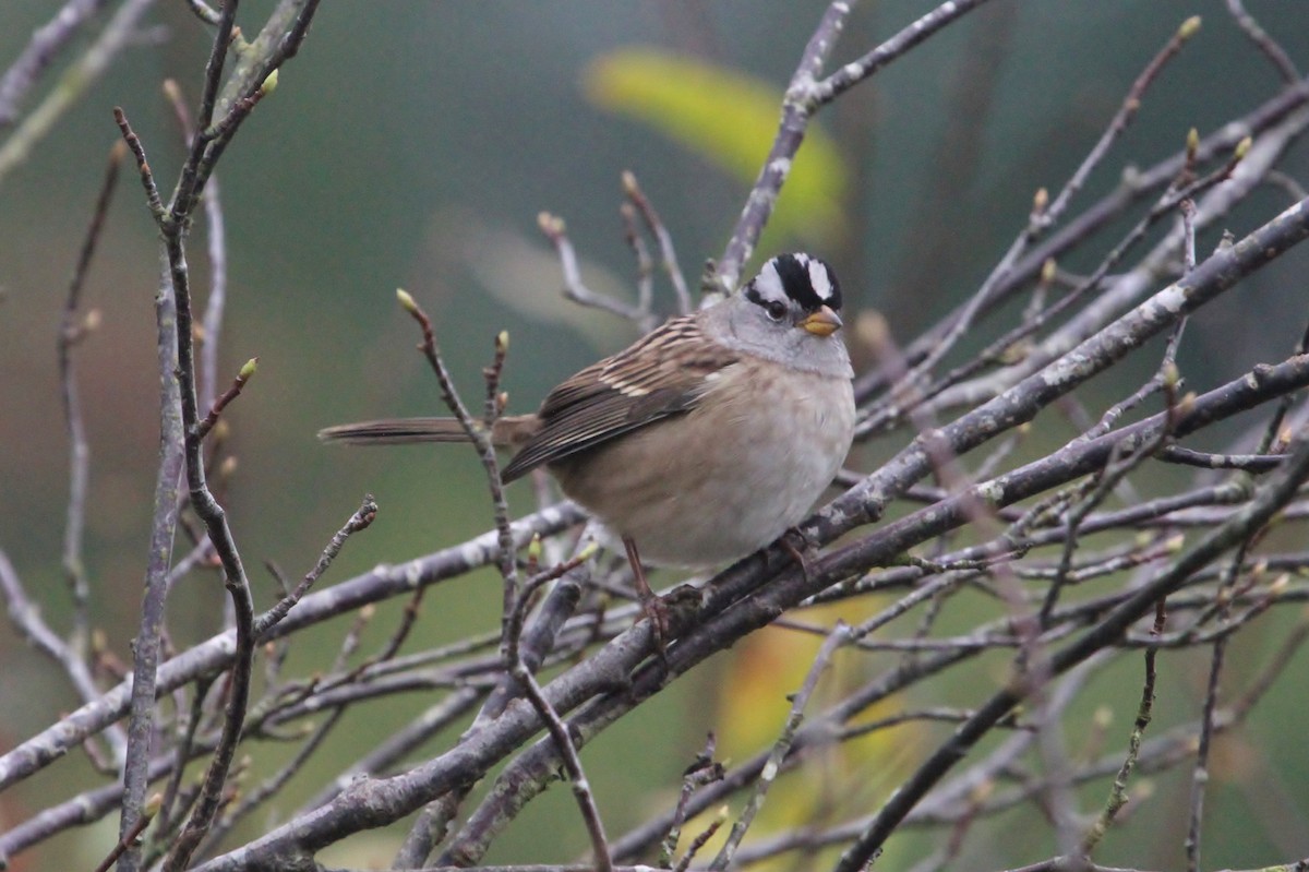 White-crowned Sparrow - ML181606521