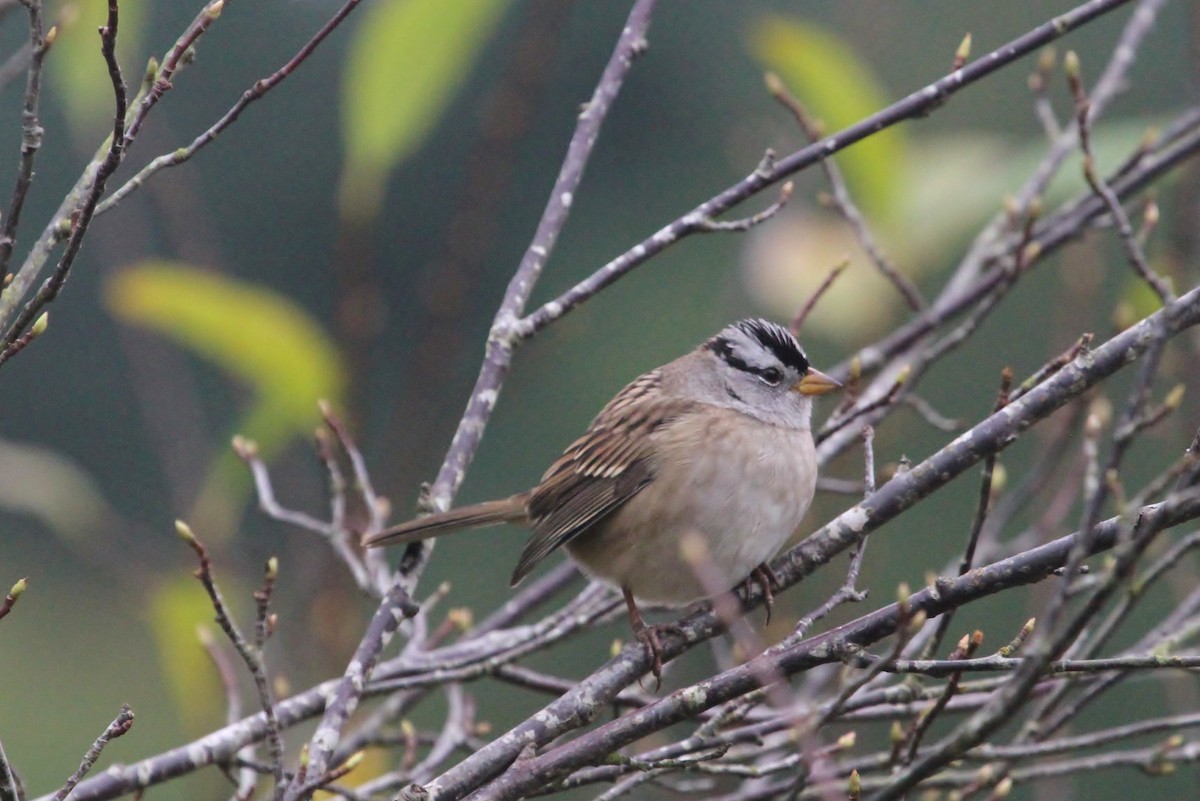 White-crowned Sparrow - ML181606531