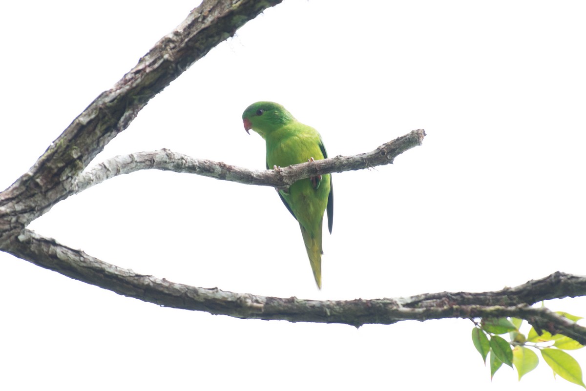 Meek's Lorikeet - ML181607211