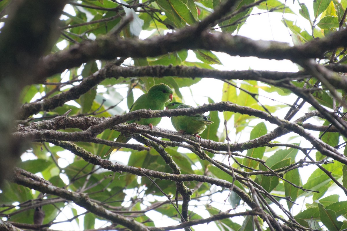 Meek Loriketi - ML181607261