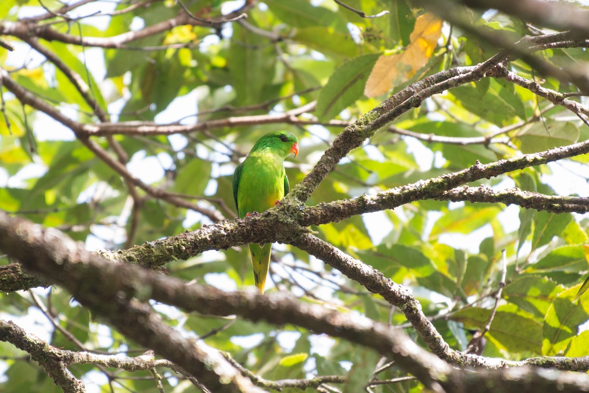 ヒトツボシインコ - ML181607371