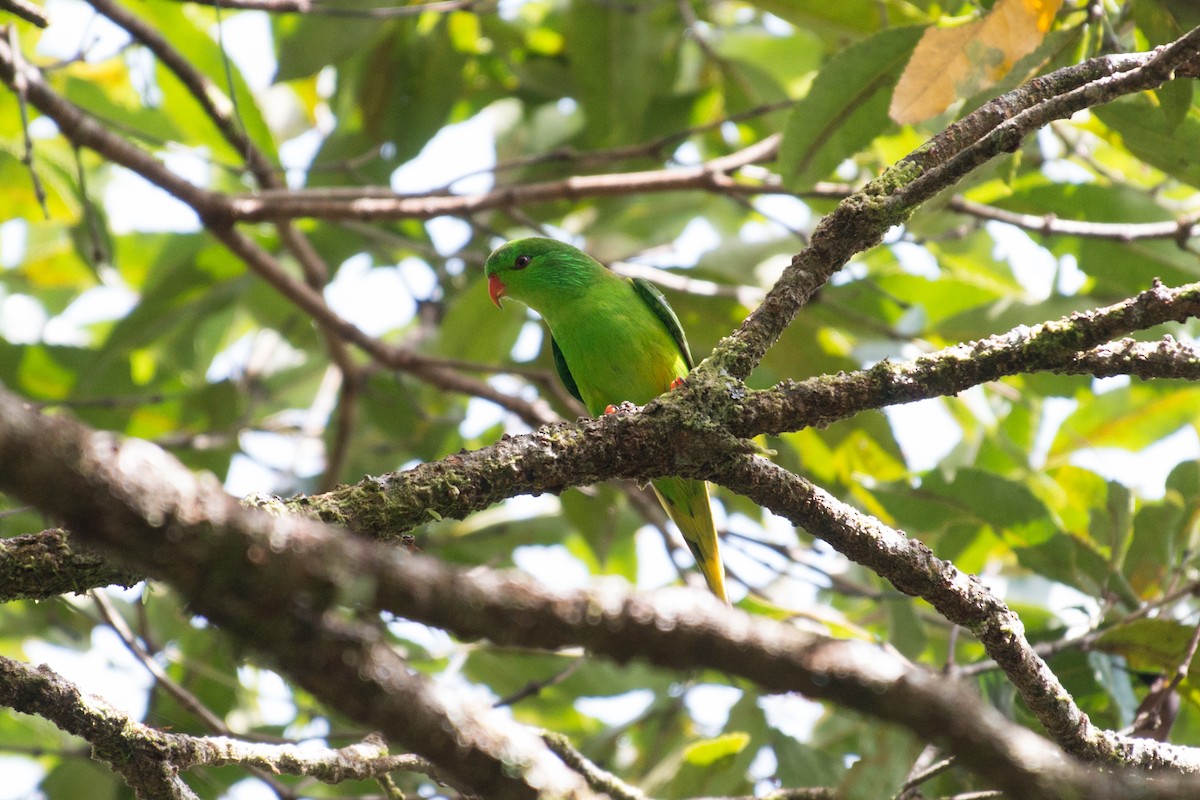 Meek Loriketi - ML181607441