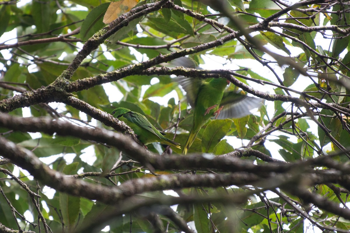 Meek Loriketi - ML181607491