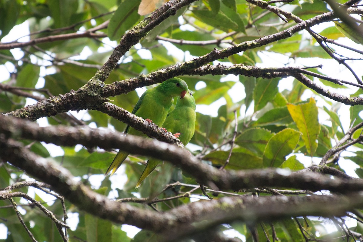 Meek Loriketi - ML181607541