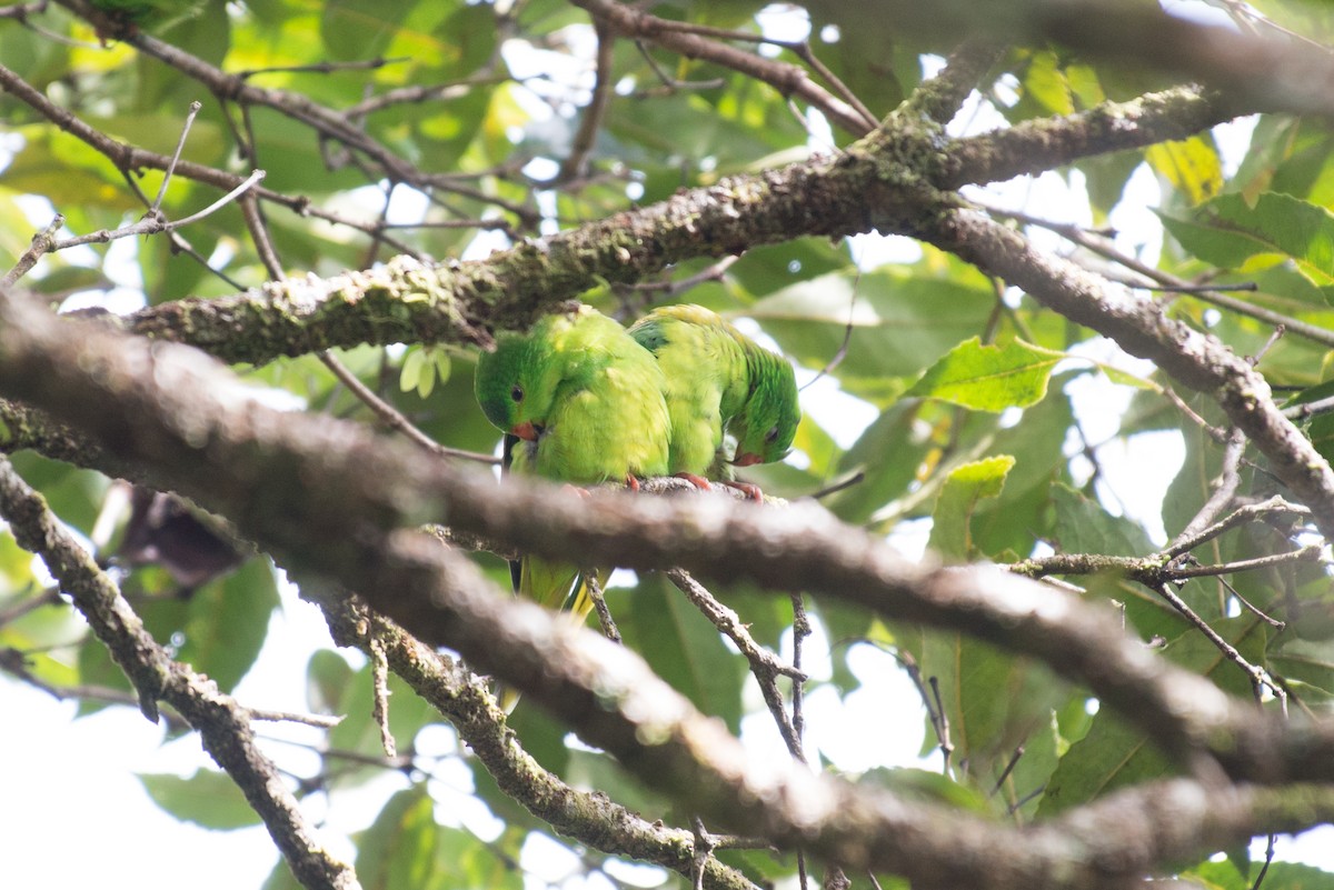 Meek's Lorikeet - ML181607551