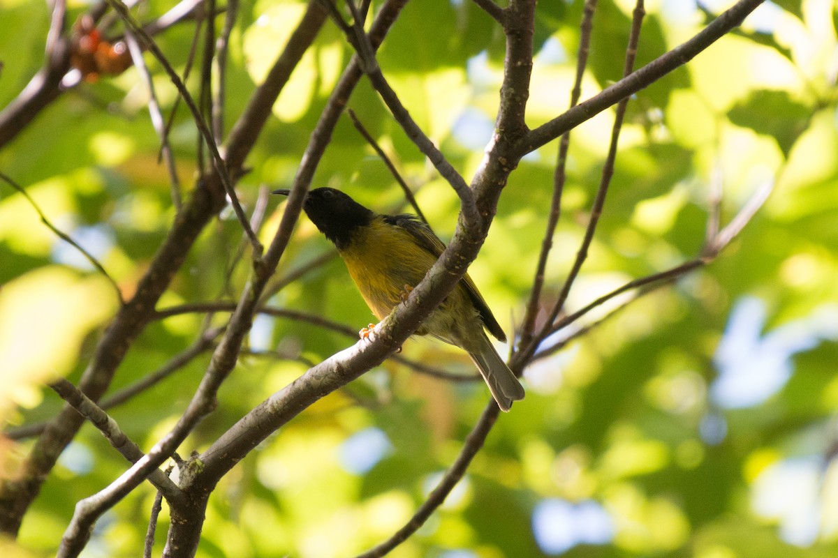 Scarlet-naped Myzomela - ML181607671