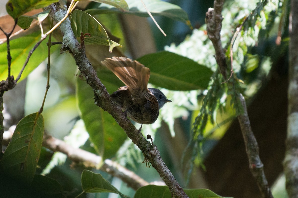 Bougainville Fantail - ML181607751