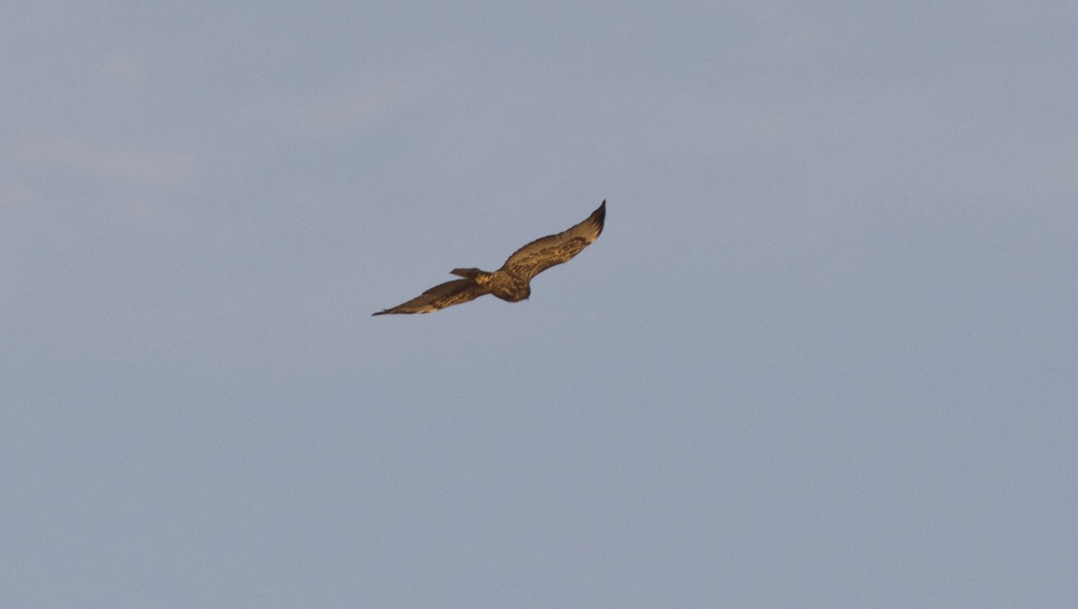 Buteo sp. - Andrew Howe