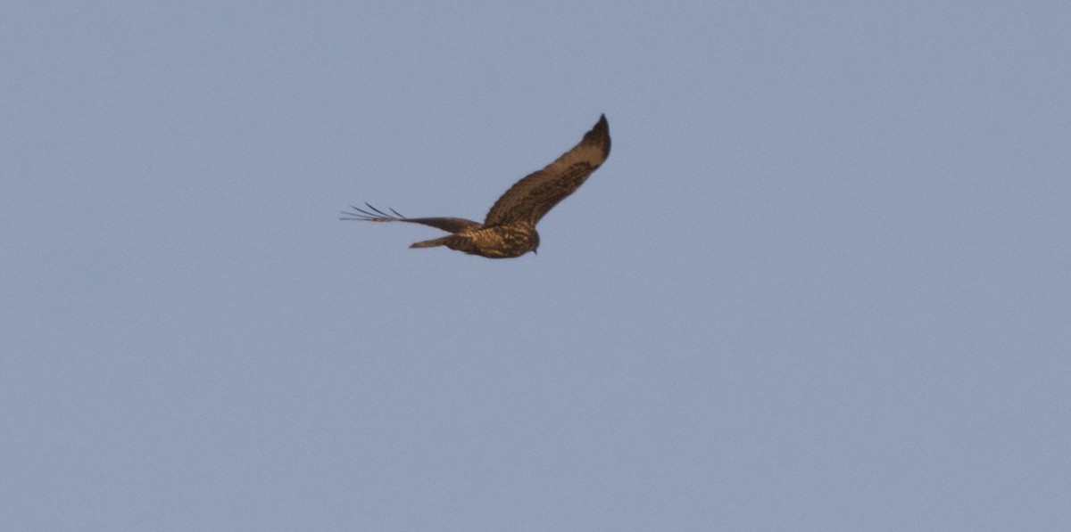 Buteo sp. - Andrew Howe