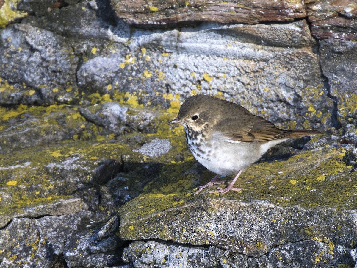 Hermit Thrush - ML181607871