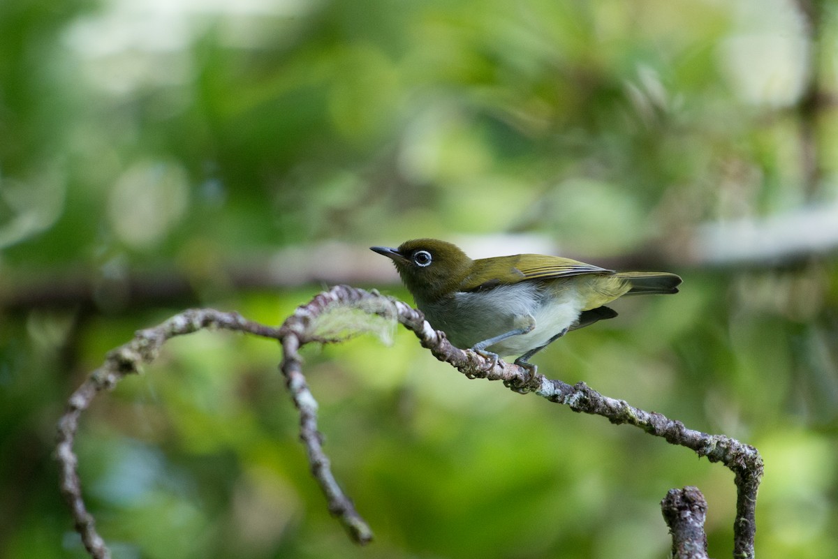 Bougainville White-eye - ML181608031