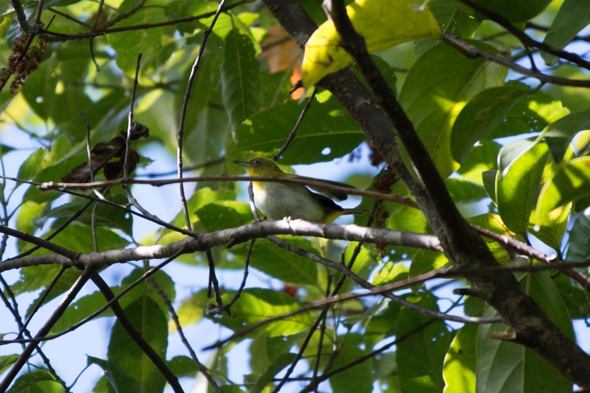 Yellow-throated White-eye - ML181608081