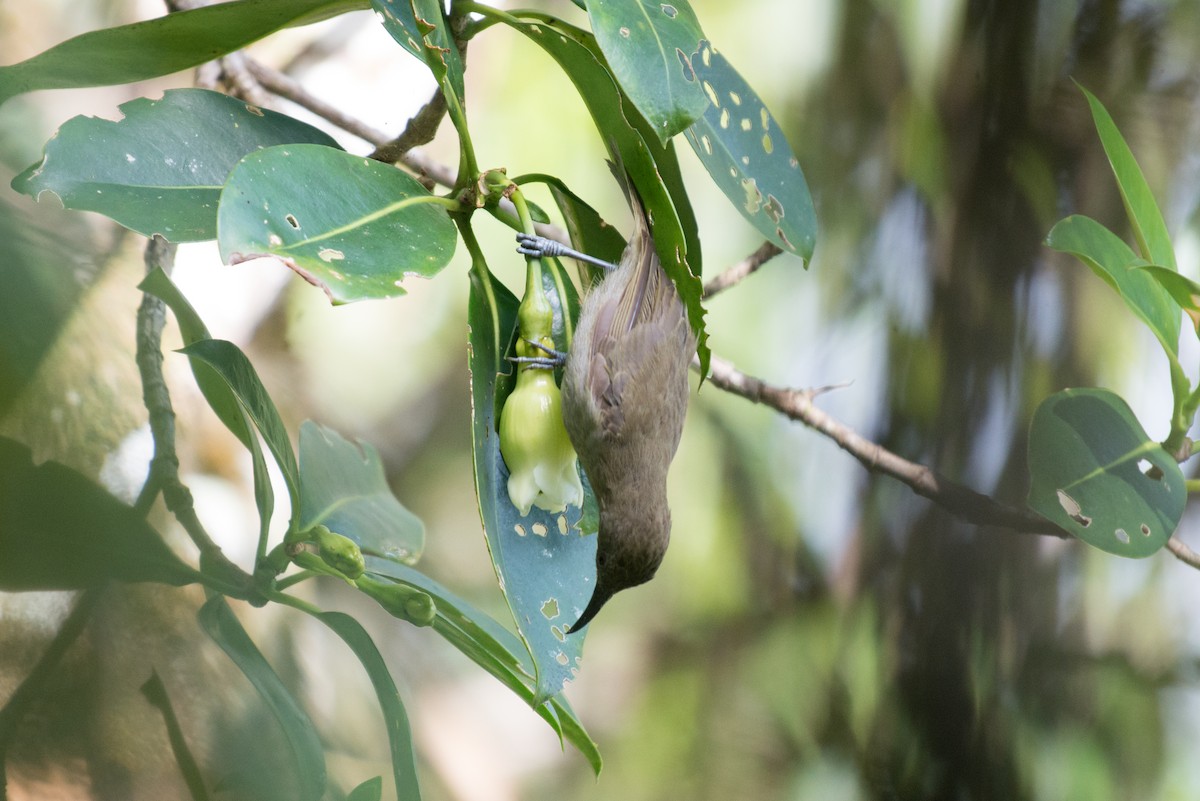 Méliphage de Bougainville - ML181609061