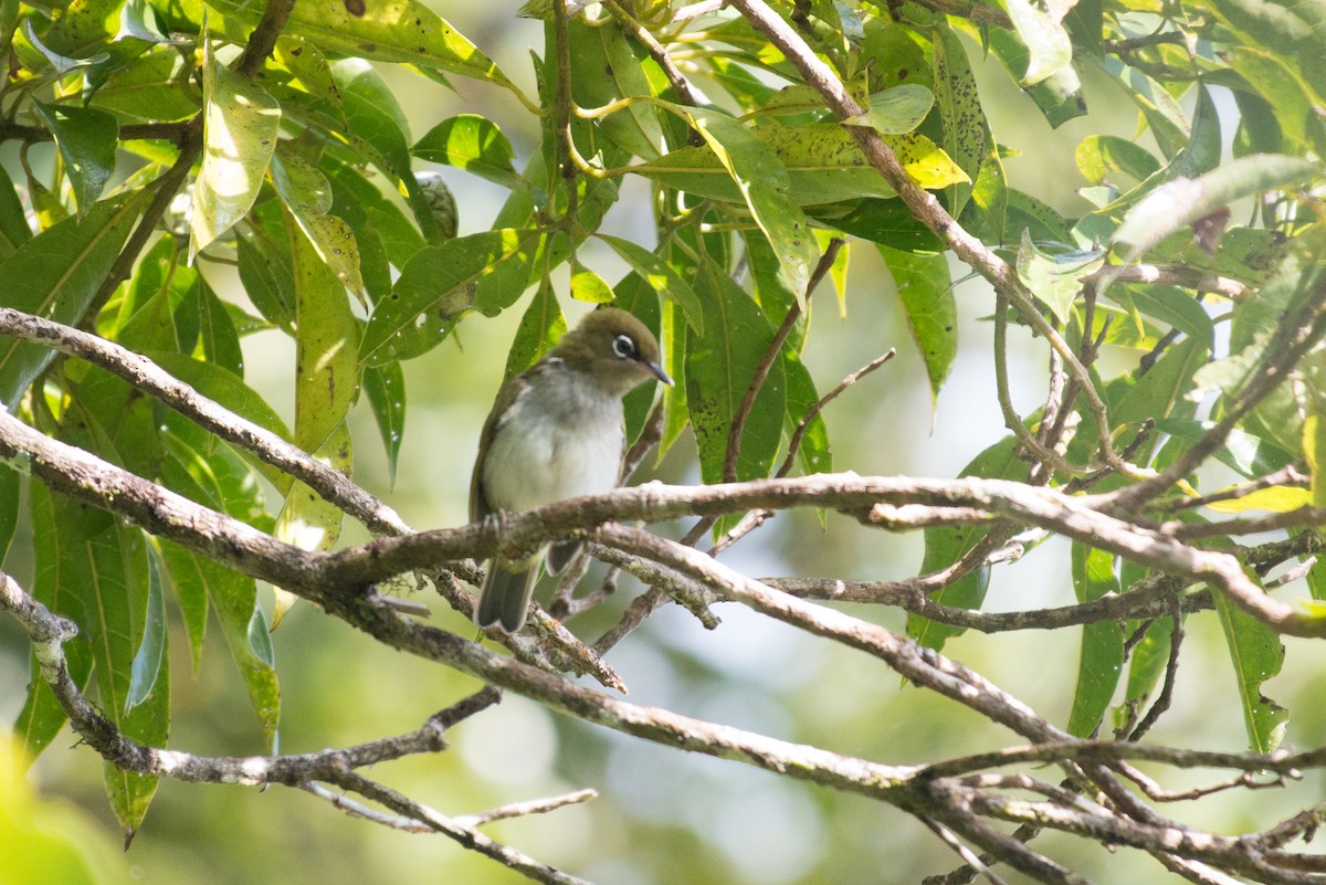 Bougainville White-eye - ML181609171