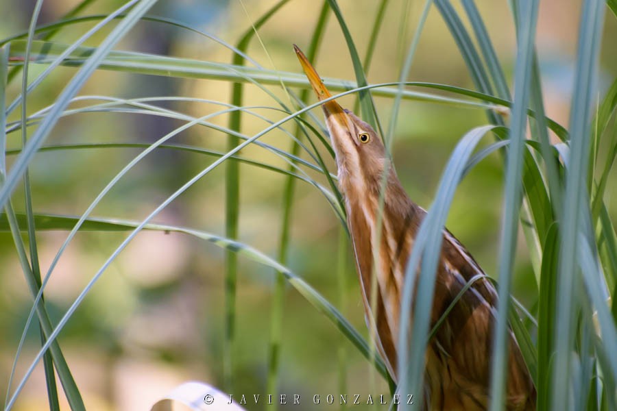 Stripe-backed Bittern - Javier González