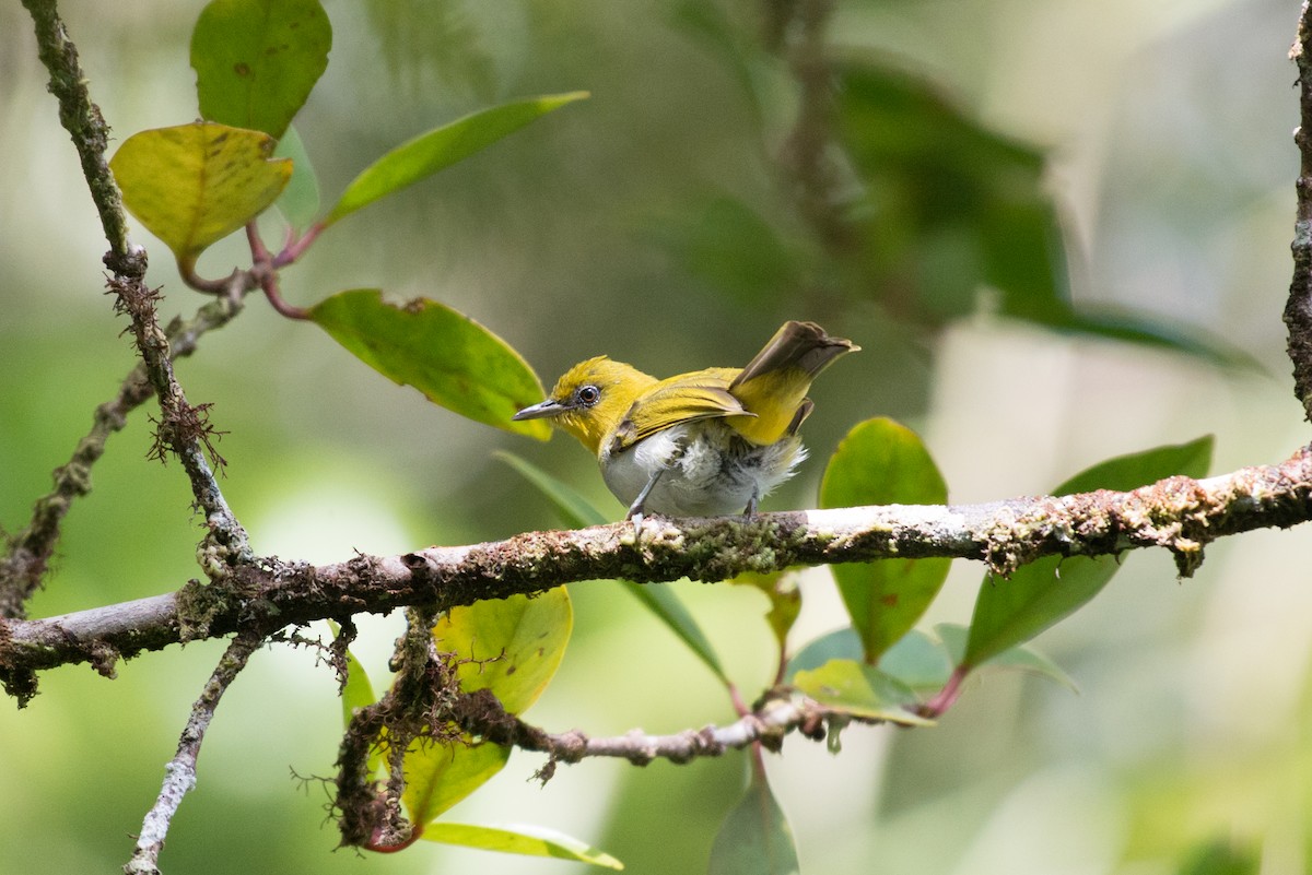 Yellow-throated White-eye - ML181609391