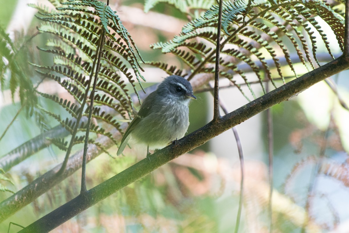 Bougainville Fantail - ML181609461