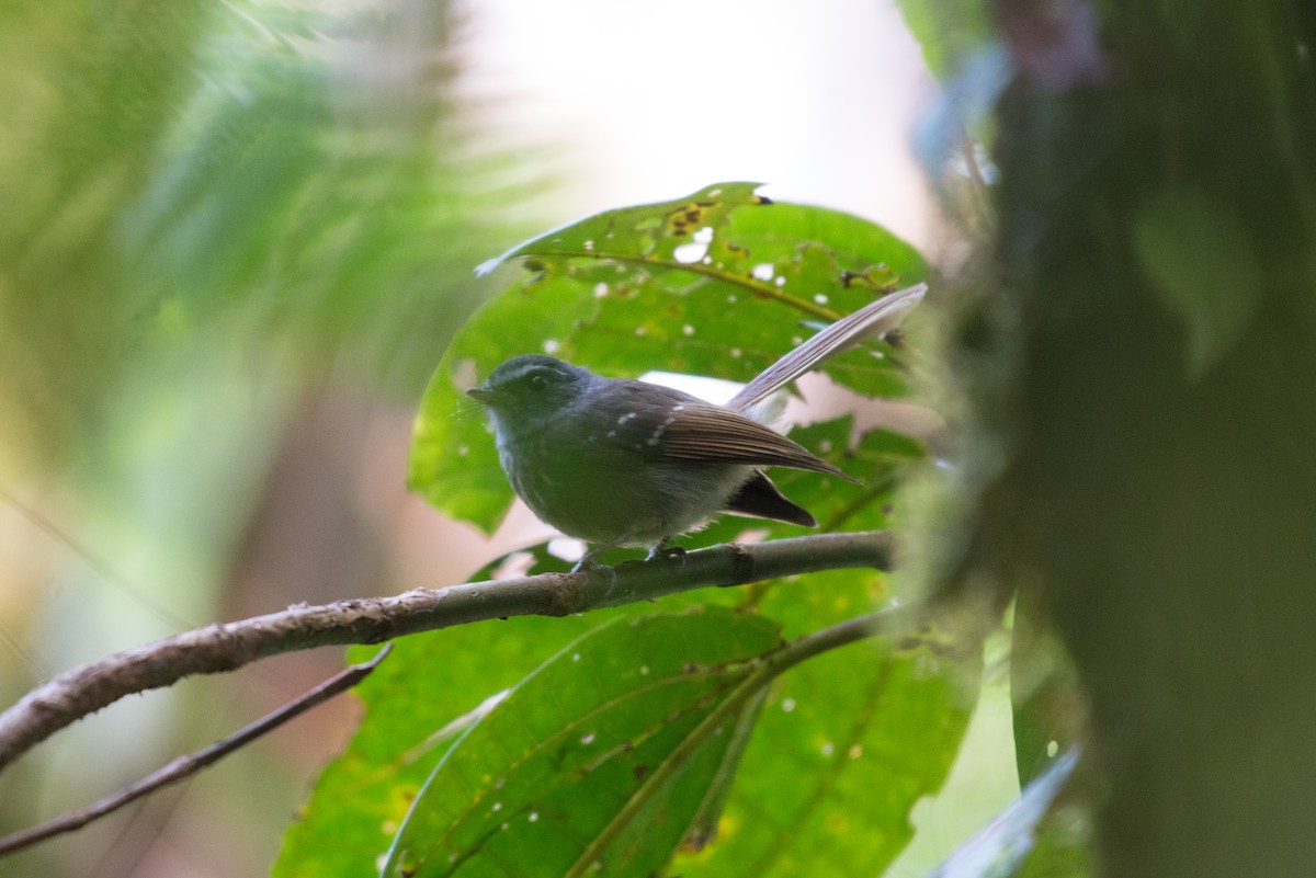 Bougainville Fantail - ML181609641