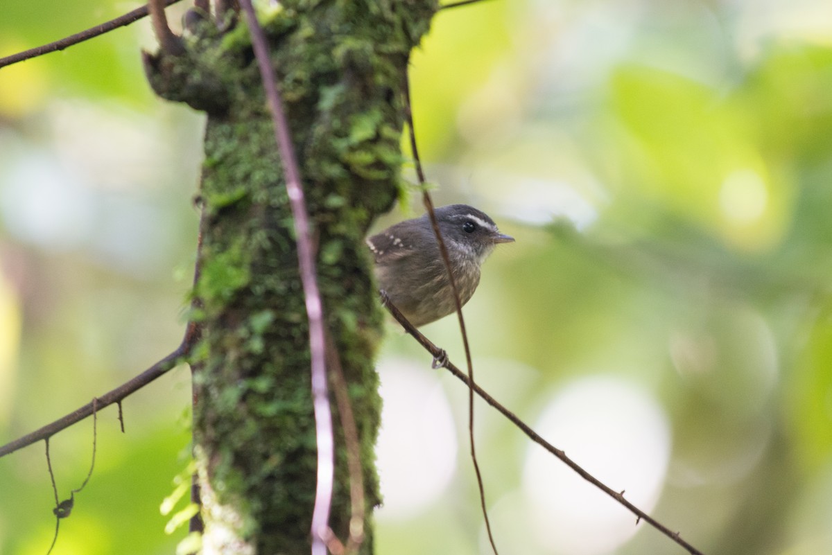 Bougainville Fantail - John C. Mittermeier