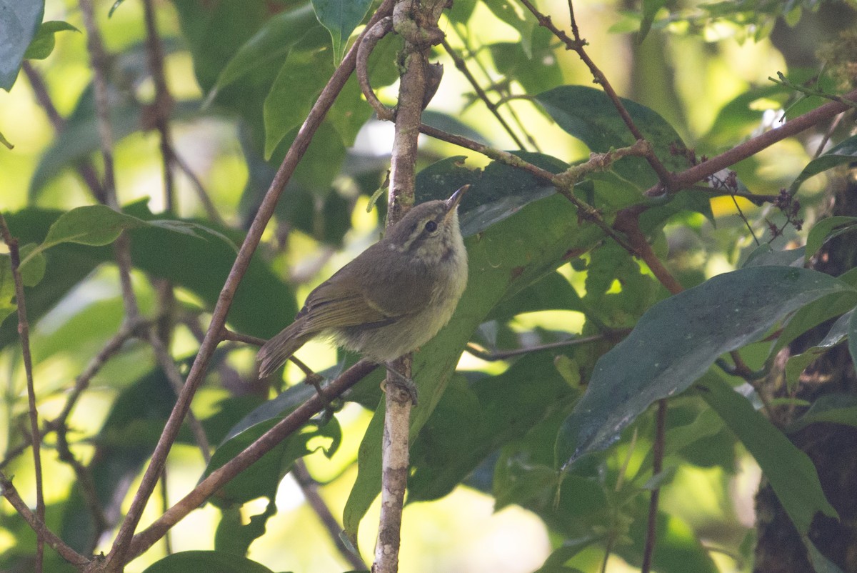 Island Leaf Warbler - John C. Mittermeier