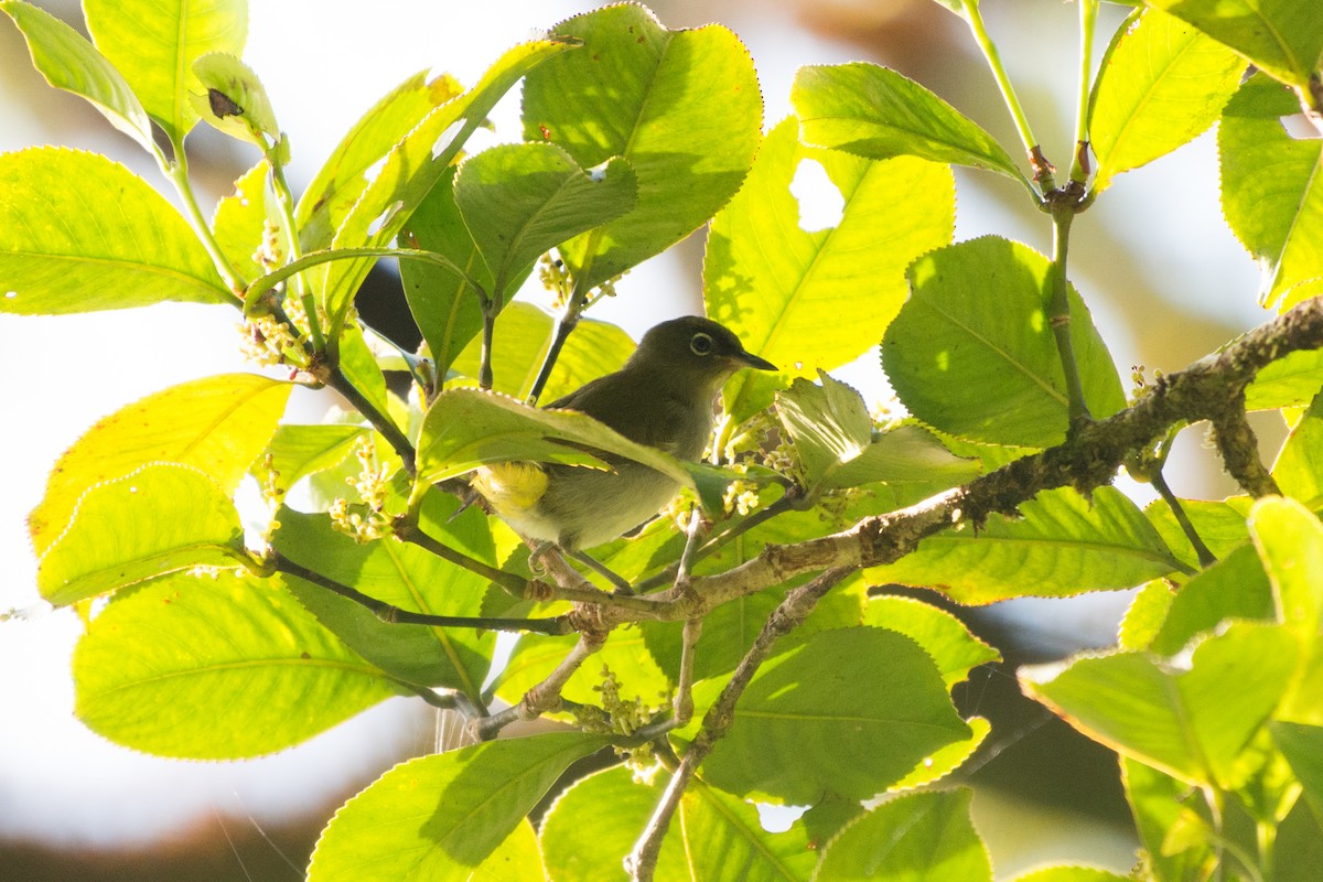 Bougainville White-eye - John C. Mittermeier