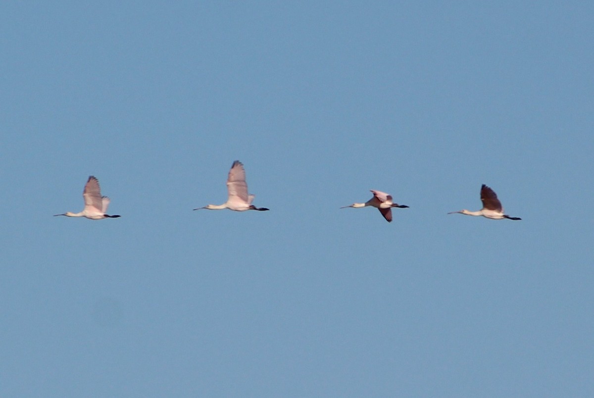 Roseate Spoonbill - ML181610801