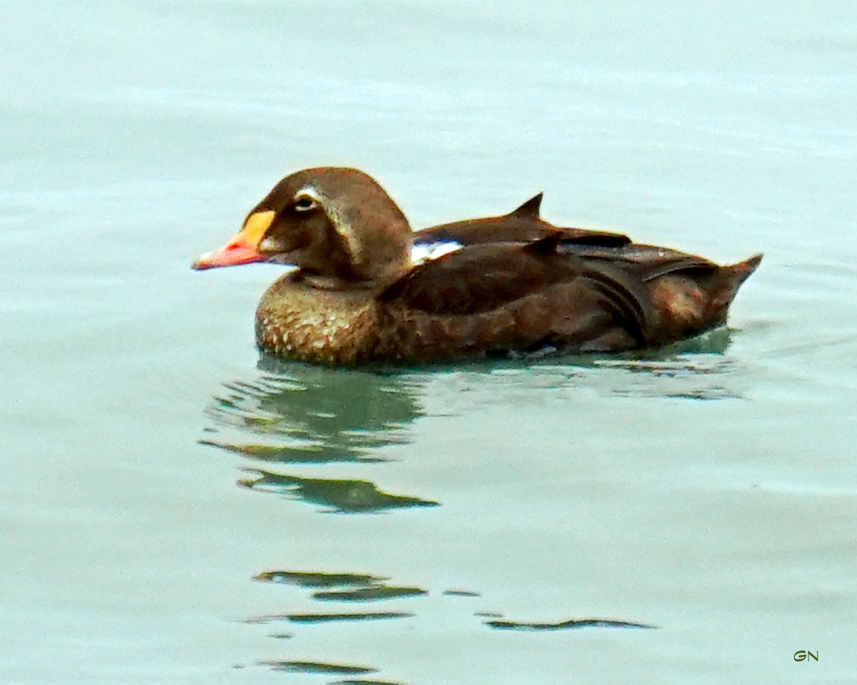 King Eider - Gary Nelkie