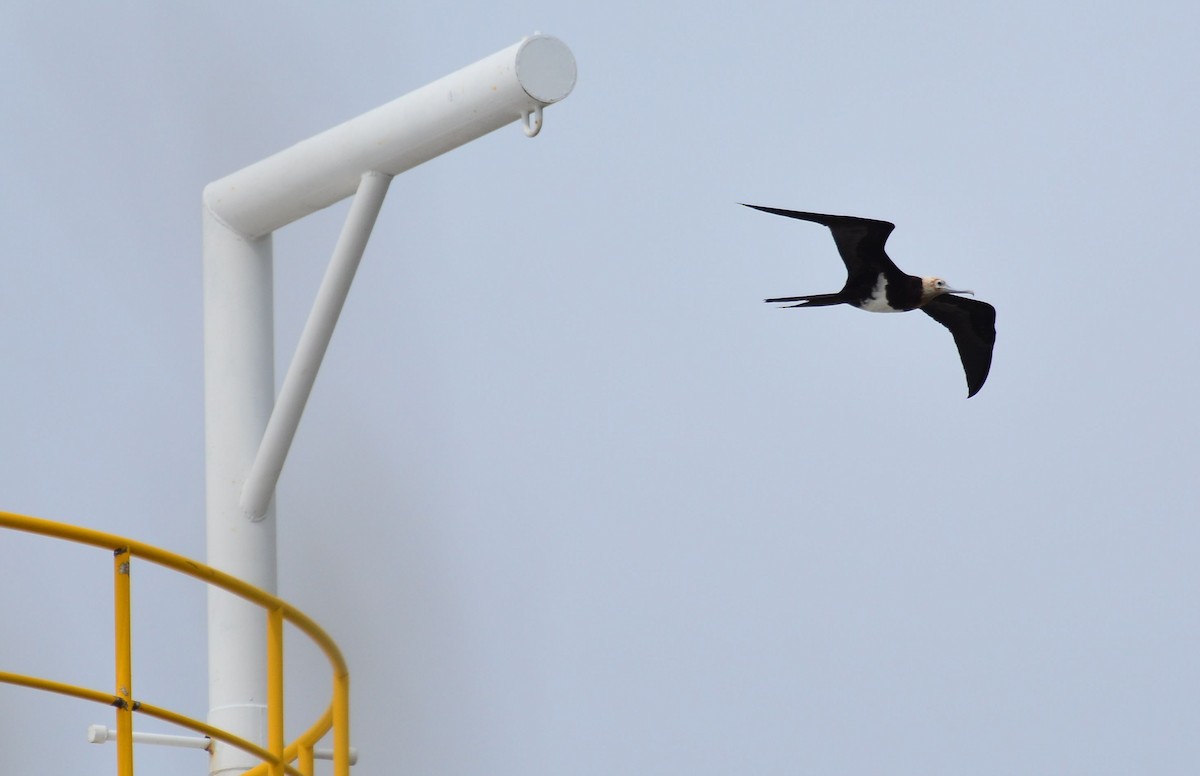 Lesser Frigatebird - 張 俊章