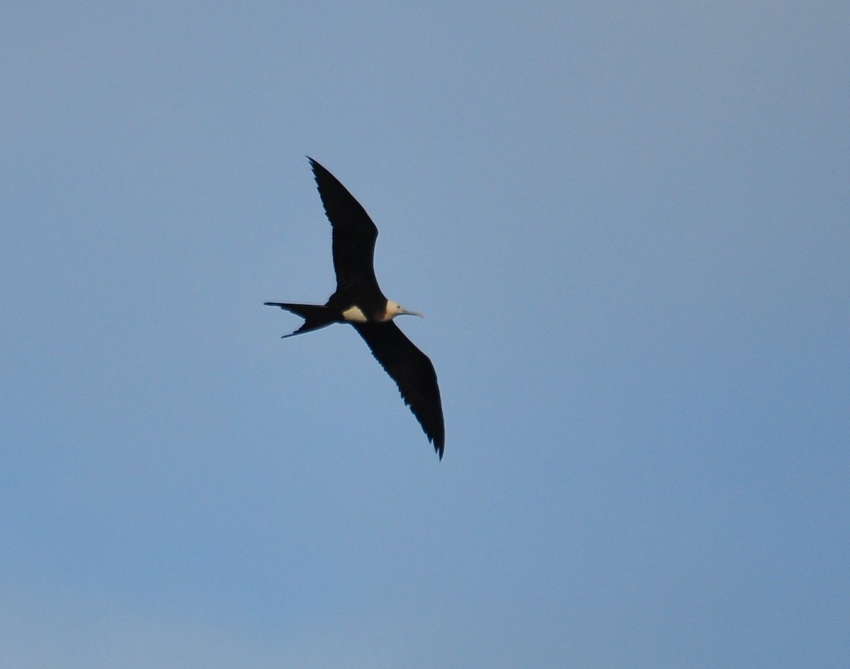 Lesser Frigatebird - 張 俊章