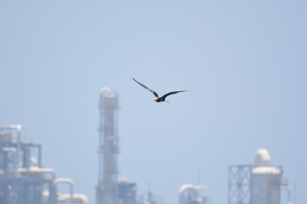 Lesser Frigatebird - 張 俊章