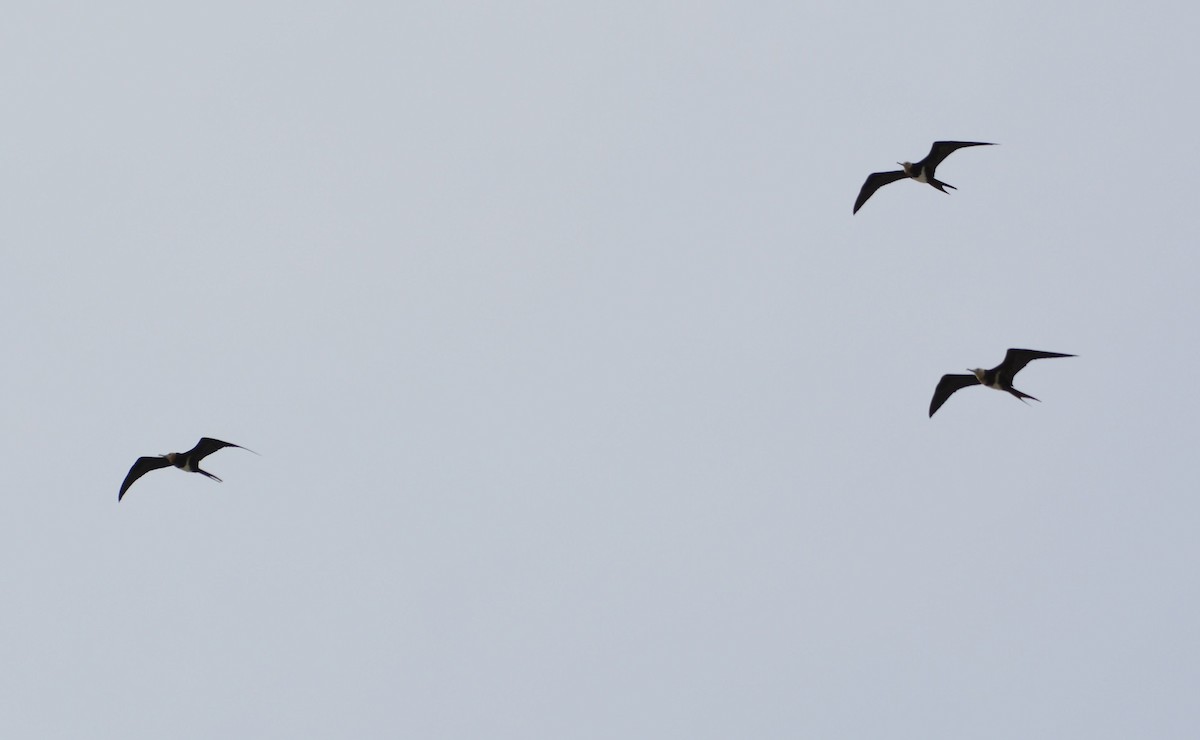 Lesser Frigatebird - ML181611771