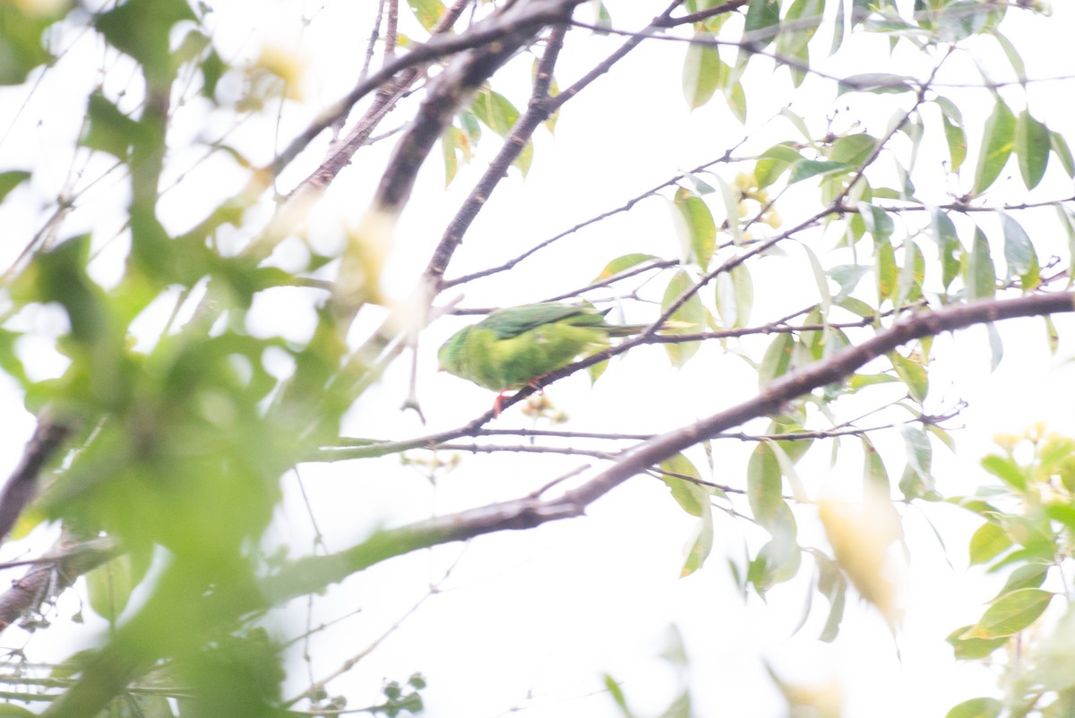 Meek's Lorikeet - ML181612391