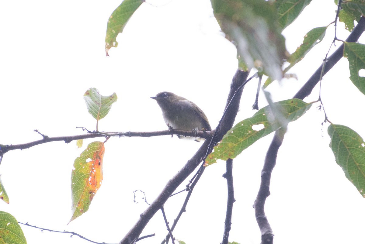 Bougainville White-eye - ML181612401