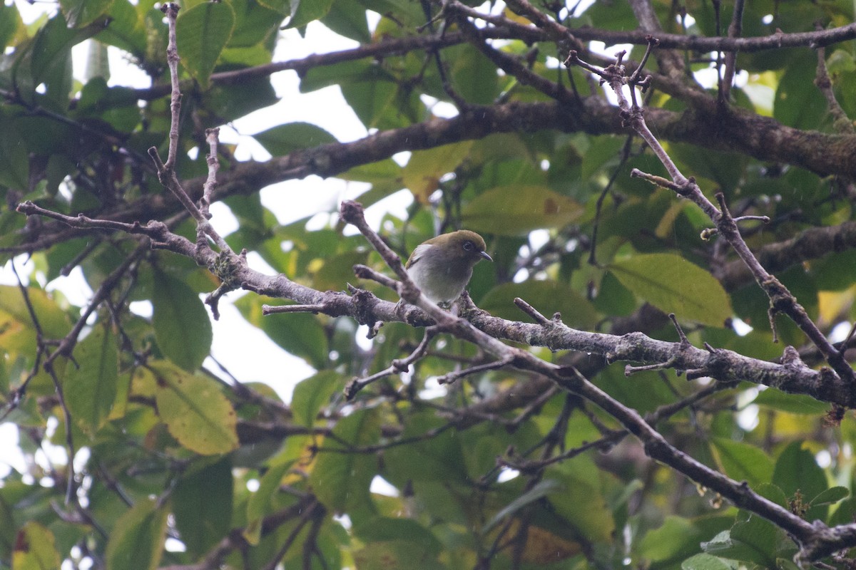 Bougainville White-eye - ML181612441